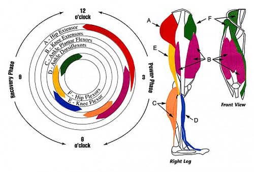 What Muscles Does Biking Work Key Factore